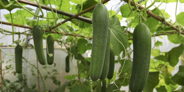 بررسی خواص درمانی خیار گلخانه ای مرغوب