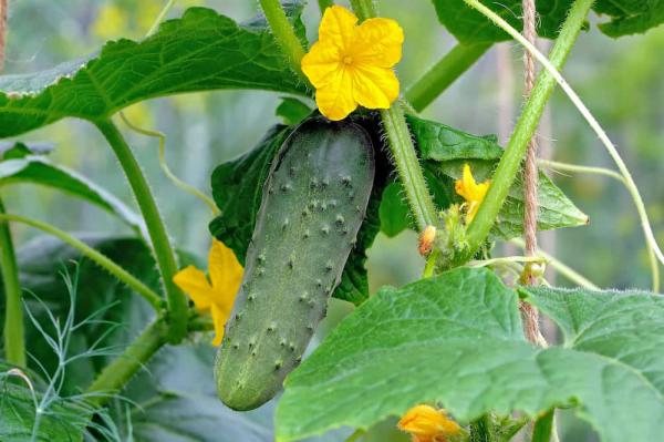 راهنمای خرید خیار گلخانه ای