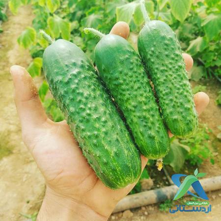 فروشندگان خیار گلخانه‌ای صادراتی