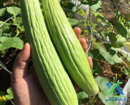 خرید خیار چنبر گلخانه ای درجه یک