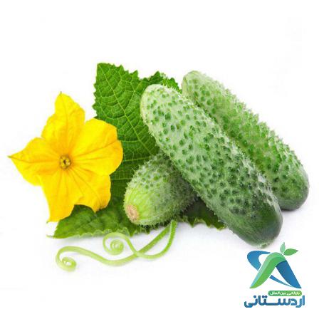 فروش کلی خیار خاردار گلخانه ای درجه یک