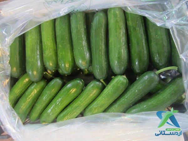 خرید بی واسطه خیار گلخانه ای درشت عمده