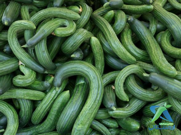 خرید خیار قلمی گلخانه‌ای عمده